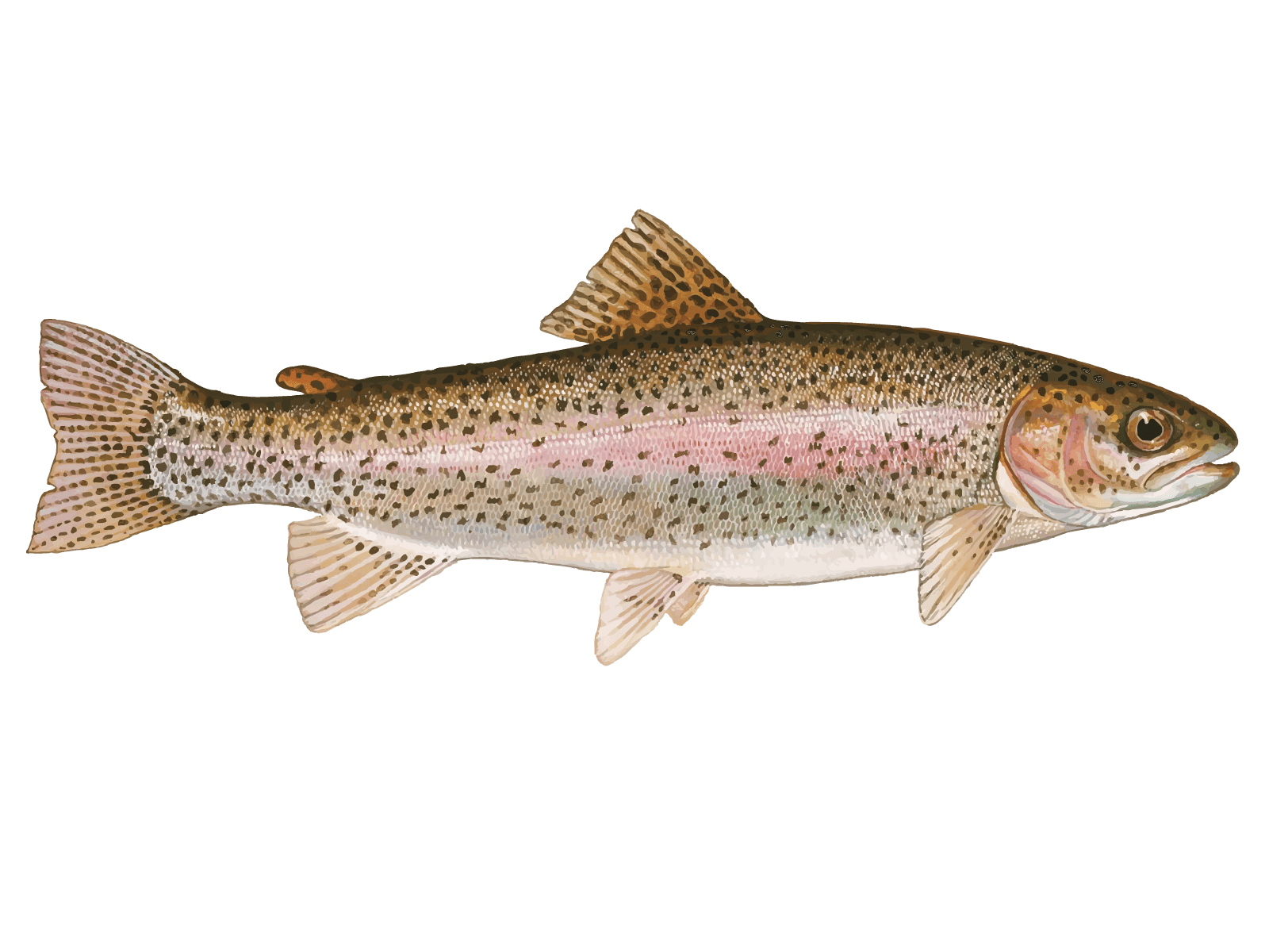 Rainbow Trout